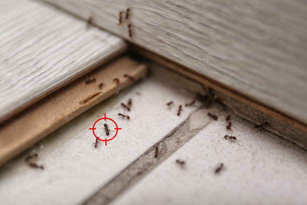 Best Local Pest Control Services  in Carteret, NJ