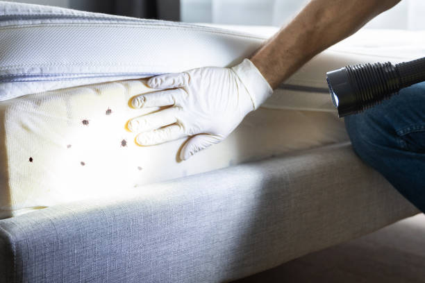 Best Insect Control  in Carteret, NJ